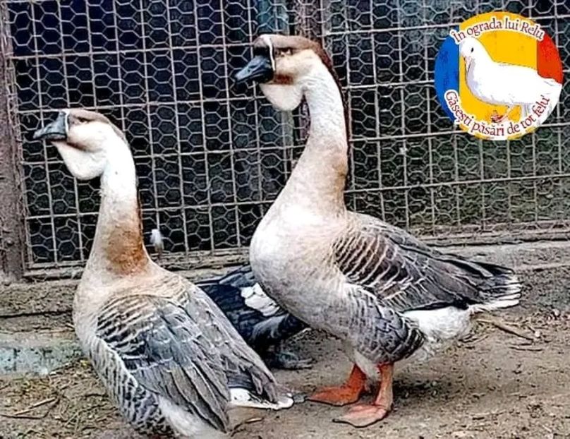  - Matca de gâște leșești 2022