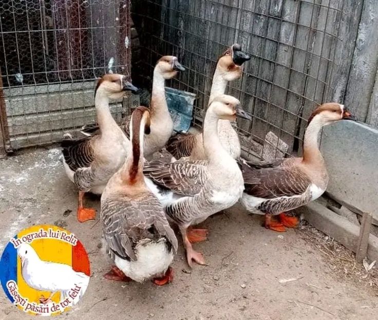  - Matca de gâște leșești 2022