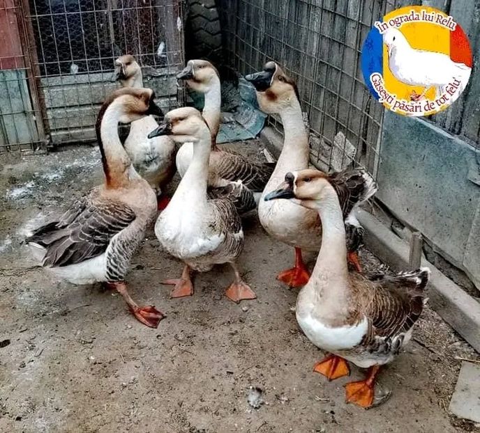  - Matca de gâște leșești 2022