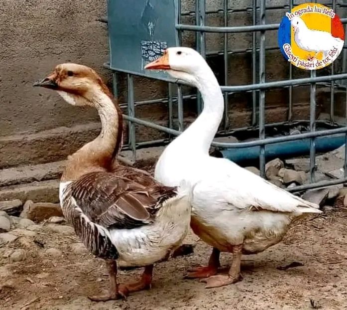  - Matca de gâște leșești 2022