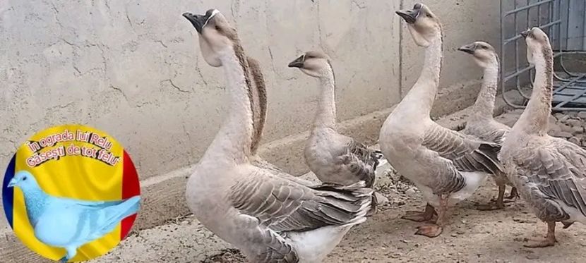  - Boboci de gâscă leșească 2022