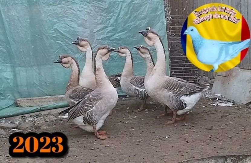  - Boboci de gâscă leșească 2022