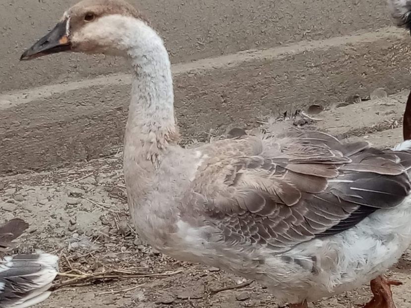 received_469976168444273 - Boboci de gâscă leșească 2022