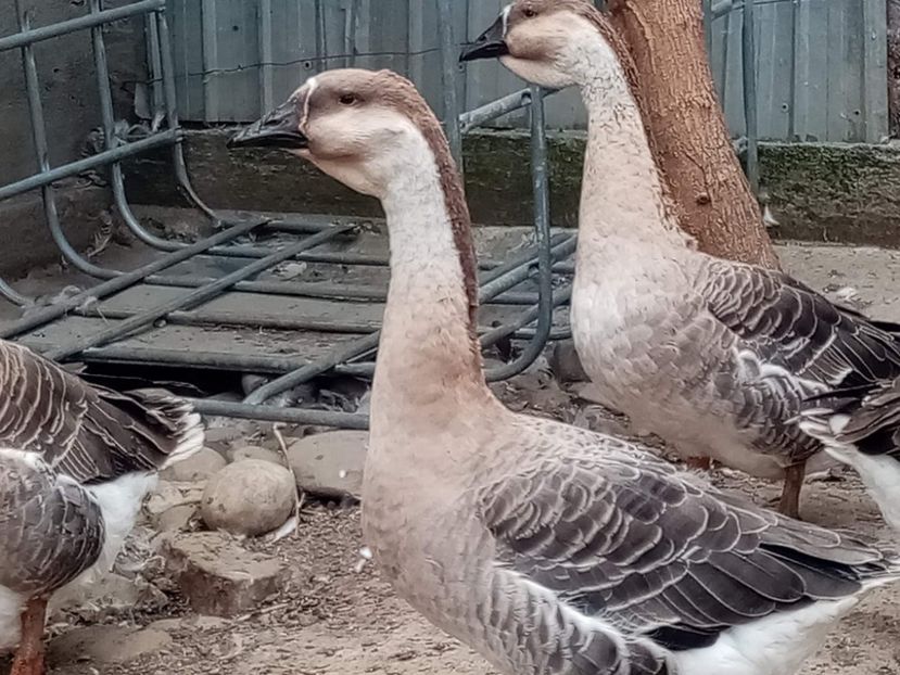 received_815467889656062 - Boboci de gâscă leșească 2022