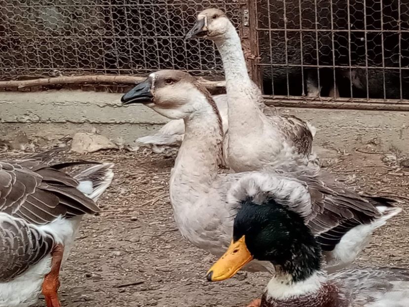 received_5602156863173439 - Boboci de gâscă leșească 2022