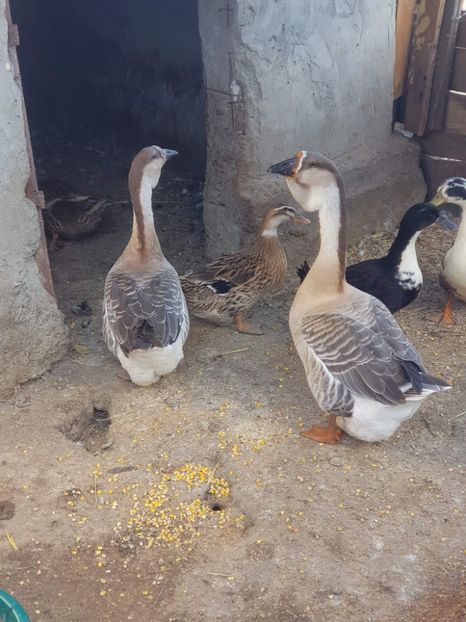 received_543504967608537 - Boboci de gâscă leșească 2022