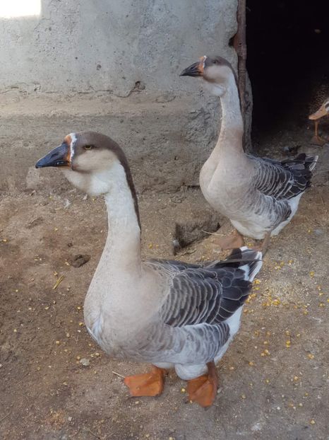 received_439646324907666 - Boboci de gâscă leșească 2022