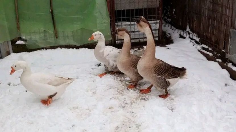  - Matca de gâște leșești 2021