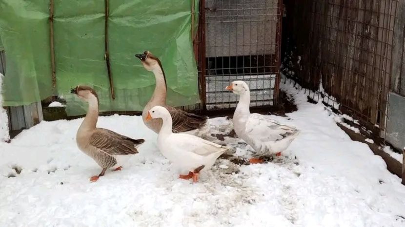  - Matca de gâște leșești 2021