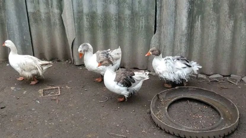  - Matca de gâște românești crețe 2021