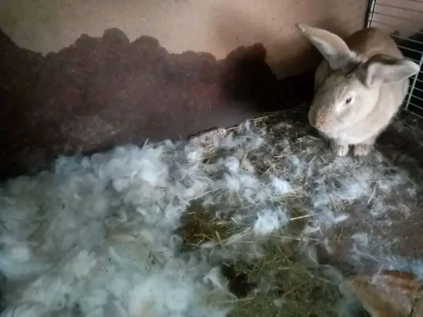  - Pui de iepuri comuni 2021