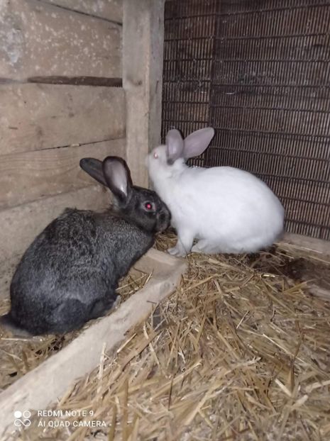 received_2956039781339744 - Pui de iepuri comuni 2021