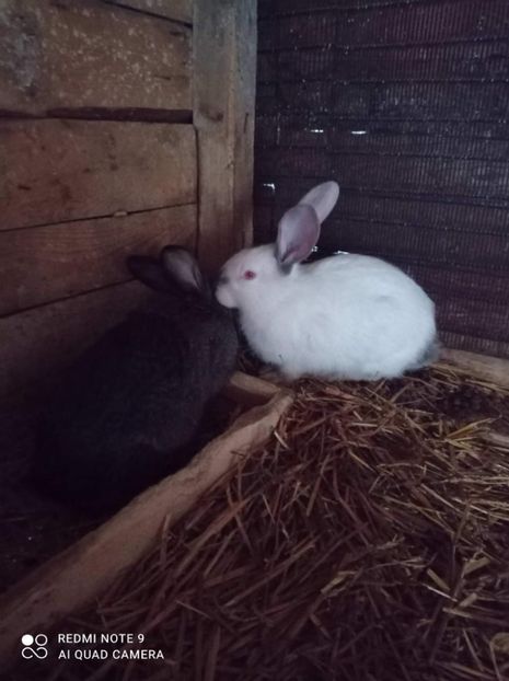 received_498404434499382 - Pui de iepuri comuni 2021