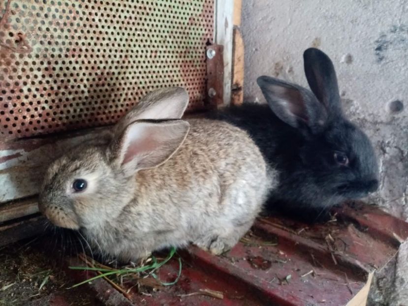 received_1089315688145272 - Pui de iepuri comuni 2021