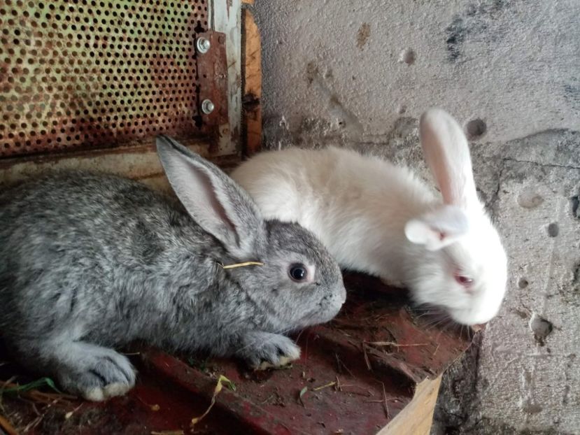 received_207557304540240 - Pui de iepuri comuni 2021