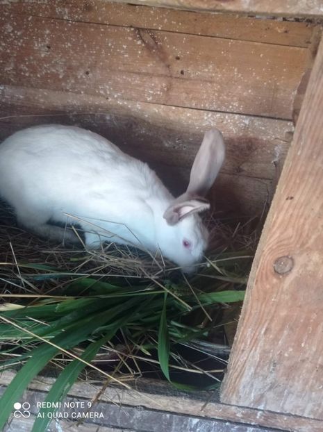 received_4258553390854123 - Pui de iepuri comuni 2021