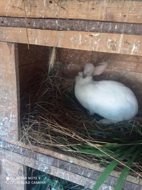 received_204311351594149 - Pui de iepuri comuni 2021