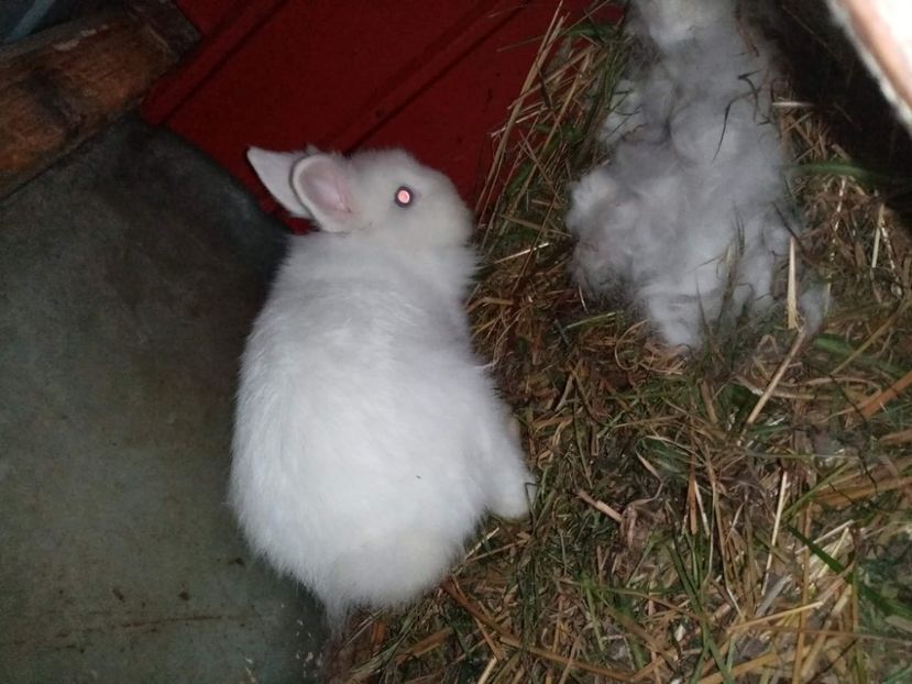 received_683111679127359 - Pui de iepuraș pitic cap de leu 2021