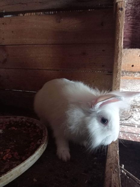 received_135352122077604 - Pui de iepuraș pitic cap de leu 2021