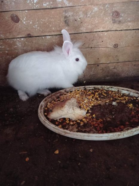 received_443639076809505 - Pui de iepuraș pitic cap de leu 2021