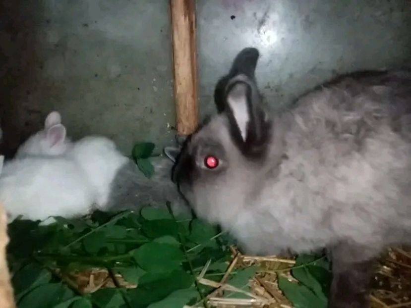  - Pui de iepuraș pitic cap de leu 2021