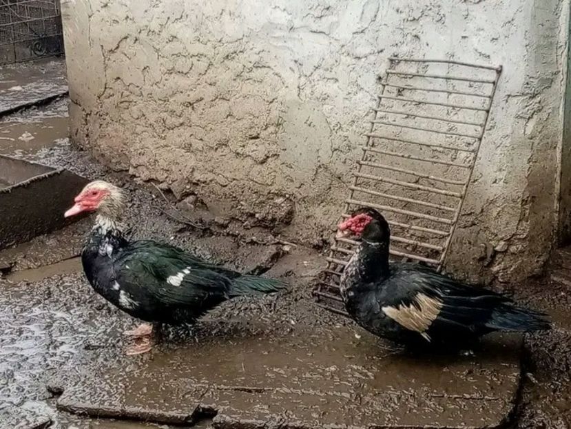  - Matca de rațe leșești 2021