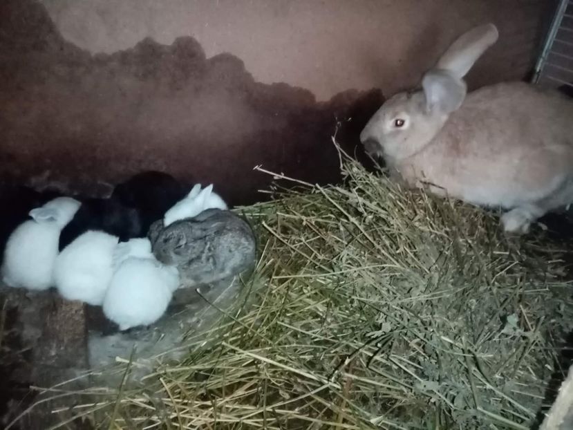 received_476170806734226 - Pui de iepuri comuni 2021