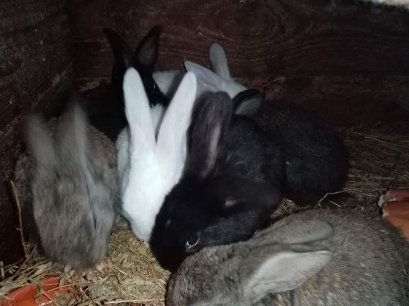 received_134342195150498 - Pui de iepuri comuni 2021