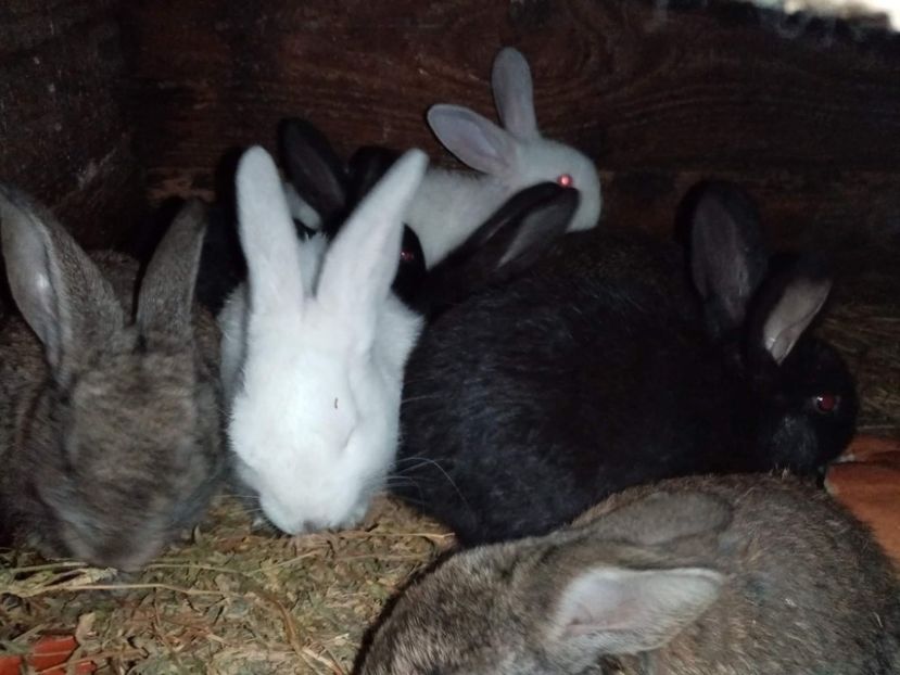 received_248687126854420 - Pui de iepuri comuni 2021