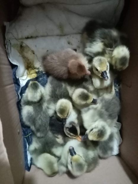 received_569603544519979 - Boboci de gâscă leșească 2022