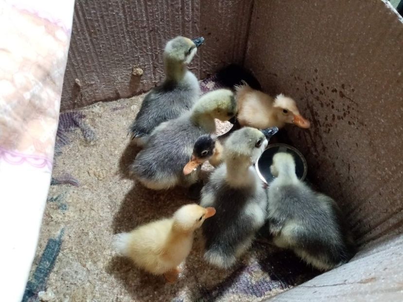 received_7298623270211904 - Boboci de gâscă leșească 2022