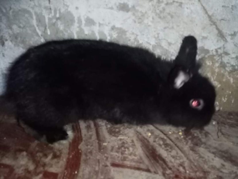 received_1553789178354349 - Pui de iepuraș pitic cap de leu 2021