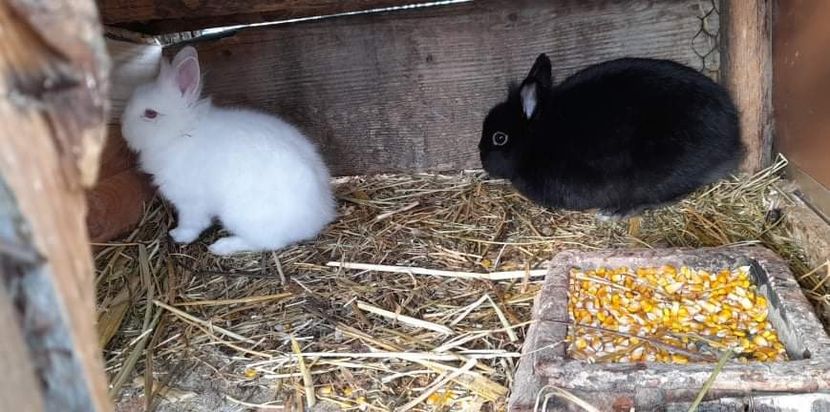 received_903121023719444 - Pui de iepuraș pitic cap de leu 2021