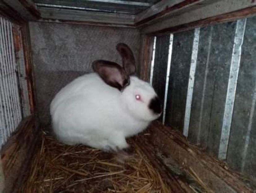 received_812073186013730 - Matca de iepuri comuni 2021