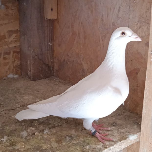 Mascul 22-848....-15 lei - Porumbei vanduti