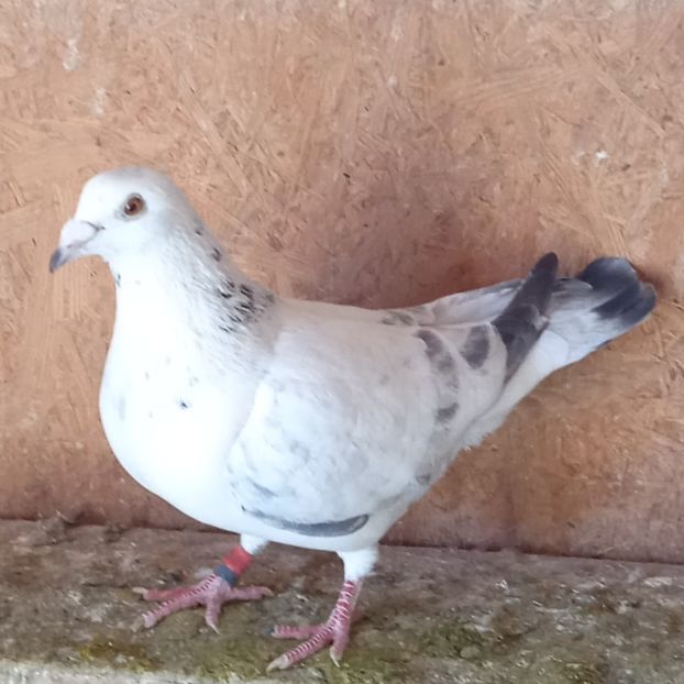 Mascul 22-625 GB ...-20 lei - Porumbei vanduti