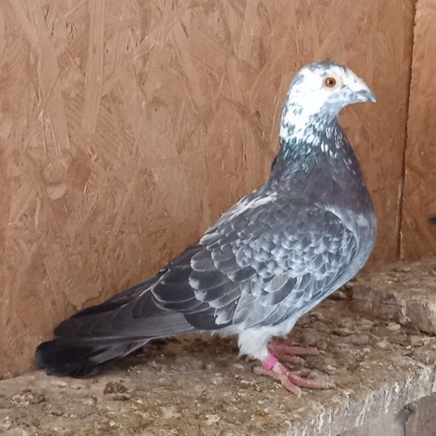 Mascul 18-760....-15 lei - Porumbei vanduti