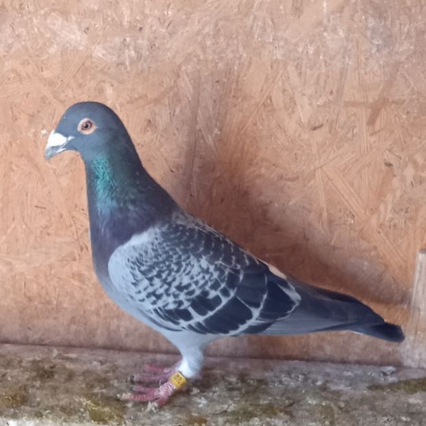 Mascul 19-950....-15 lei - Porumbei vanduti