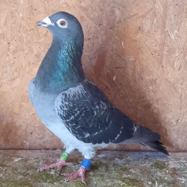 M 18-113((Col.Kascadoru)..-15 lei - Porumbei vanduti