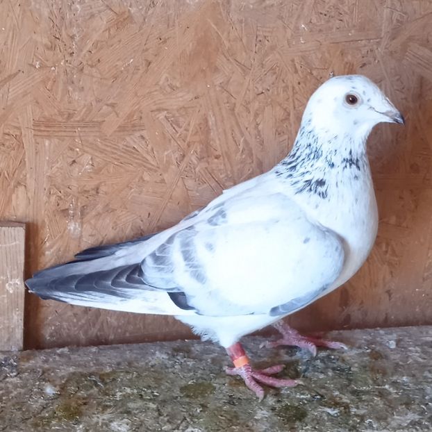 Mascul 22-621 GB....-20 lei - Porumbei vanduti