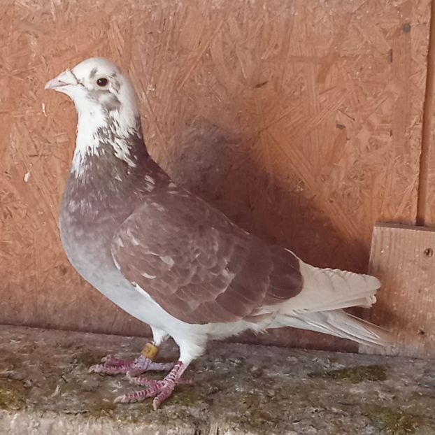 Mascul 15-629....-15 lei - Porumbei vanduti