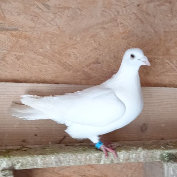 Mascul 17-106....-15 lei - Porumbei vanduti