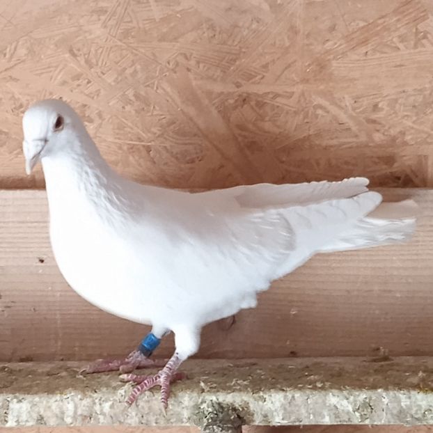 Mascul 21-054....-15 lei - Porumbei vanduti