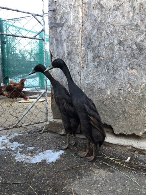 32B60760-0F02-4053-A147-3D3B90CE43EC - Rate alergătoare indiene - maro