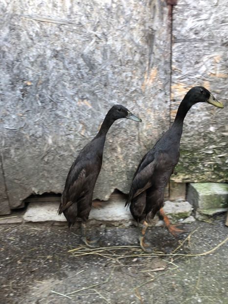 4859D1F4-C535-4268-B8D9-1B006A9AC5EE - Rate alergătoare indiene - maro