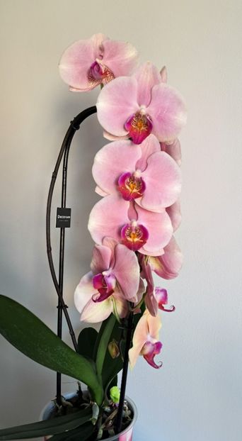  - Phalaenopsis 2