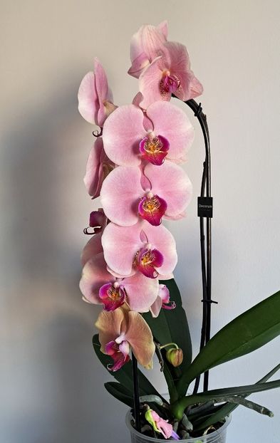  - Phalaenopsis 2