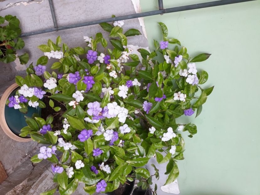  - Brunfelsia pauciflora - Ieri-azi-maine