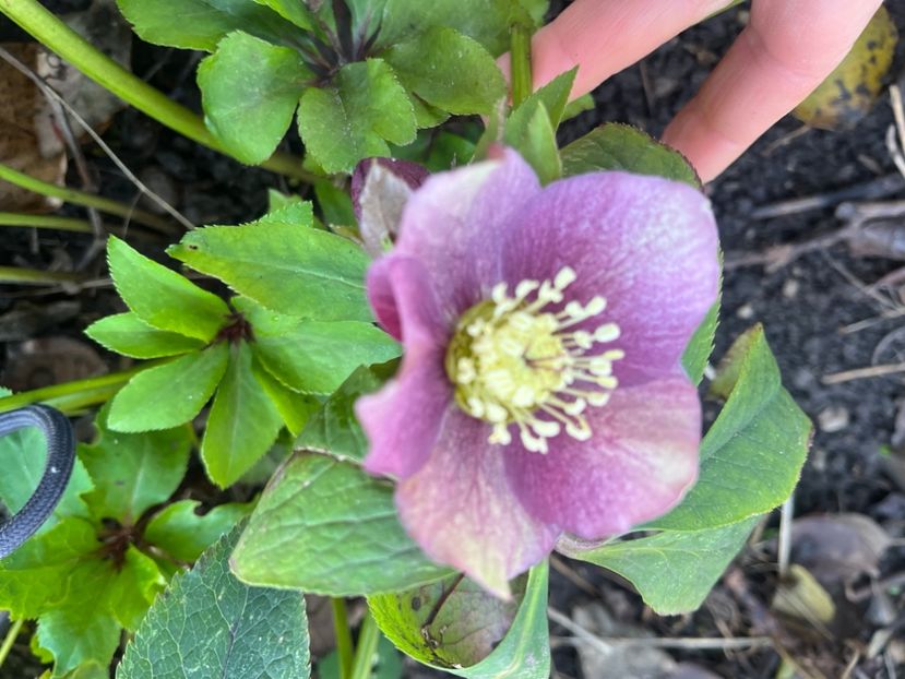 4AE1AB5C-9C83-45D5-901B-9EF387A963D5 - Spanz 2017 2023 2024