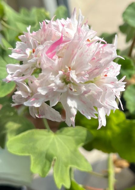 38B524AC-1254-4A6C-85F0-970DC9613F68 - Muscate